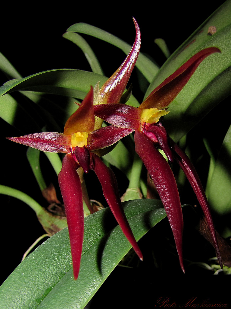 HOA PHONG LAN VIỆT VIETNAM ORCHIDS Bulbophyllum