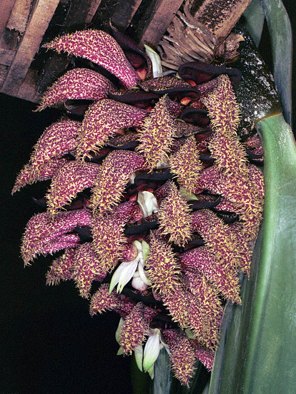 bulbophyllum phalaenopsis