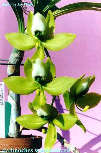 Revista Boletim Caob N 3 Cattleyas Bifoliadas Epidendrun