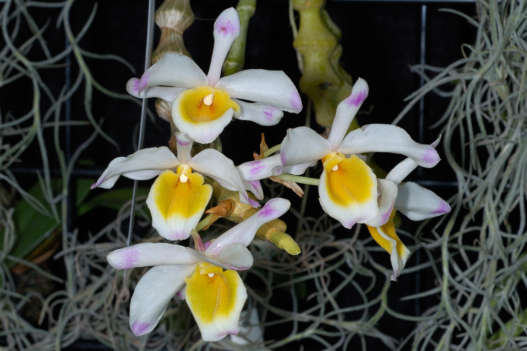 orchid dendrobium species