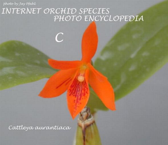 Cattleya aurantiaca