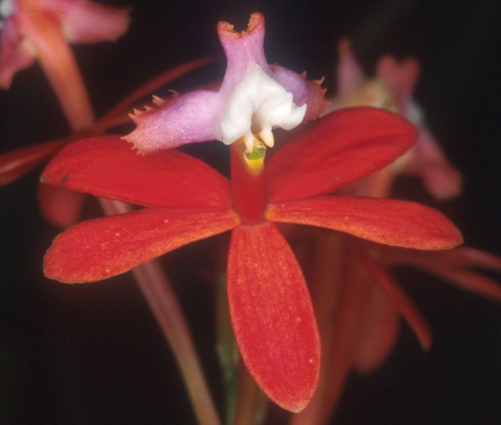 Revista Boletim Caob N 3 Cattleyas Bifoliadas Epidendrun