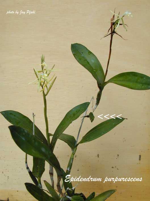 http://www.orchidspecies.com/orphotdir/epipurpurescens.jpg