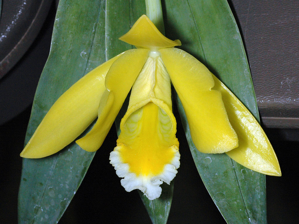 Encyclia Citrina