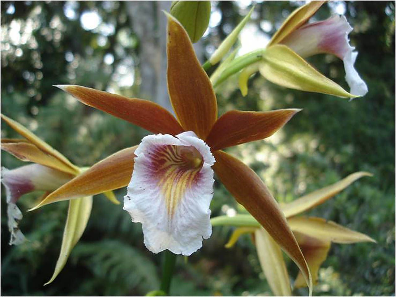 phaius wallichii