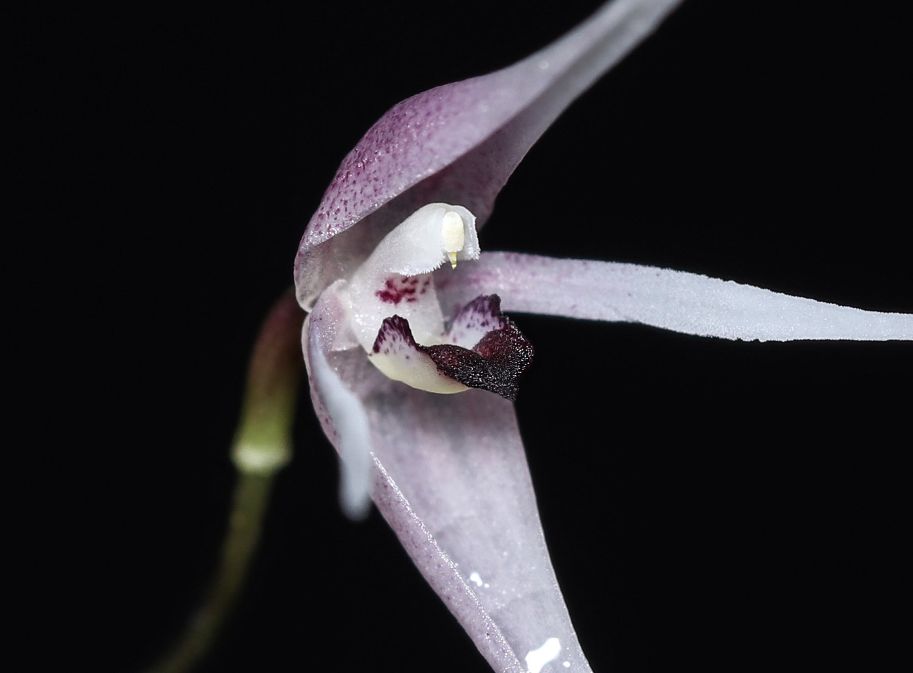 Pleurogenoides sp. in the oral cavity of Atheris hispida LAURENT, 1955.