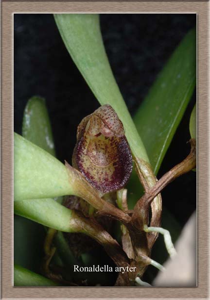 Pleurogenoides sp. in the oral cavity of Atheris hispida LAURENT, 1955.