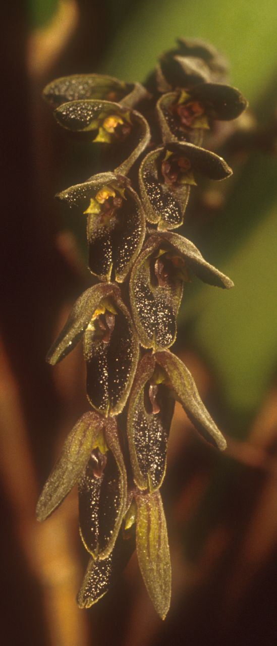 Pleurogenoides sp. in the oral cavity of Atheris hispida LAURENT, 1955.