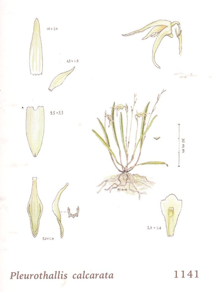 New Species and Nomenclatural Notes in the Pleurothallidinae (Orchidaceae)  from Brazil