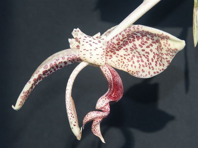 洋蘭原種 Stanhopea guttulata - 鉢植え