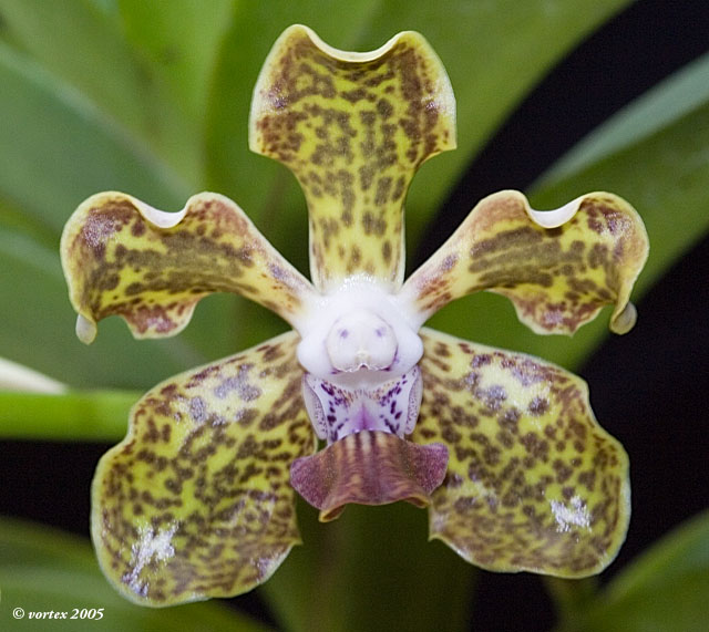 Vanda roxburghii (tesselata) | Slippertalk Orchid Forum